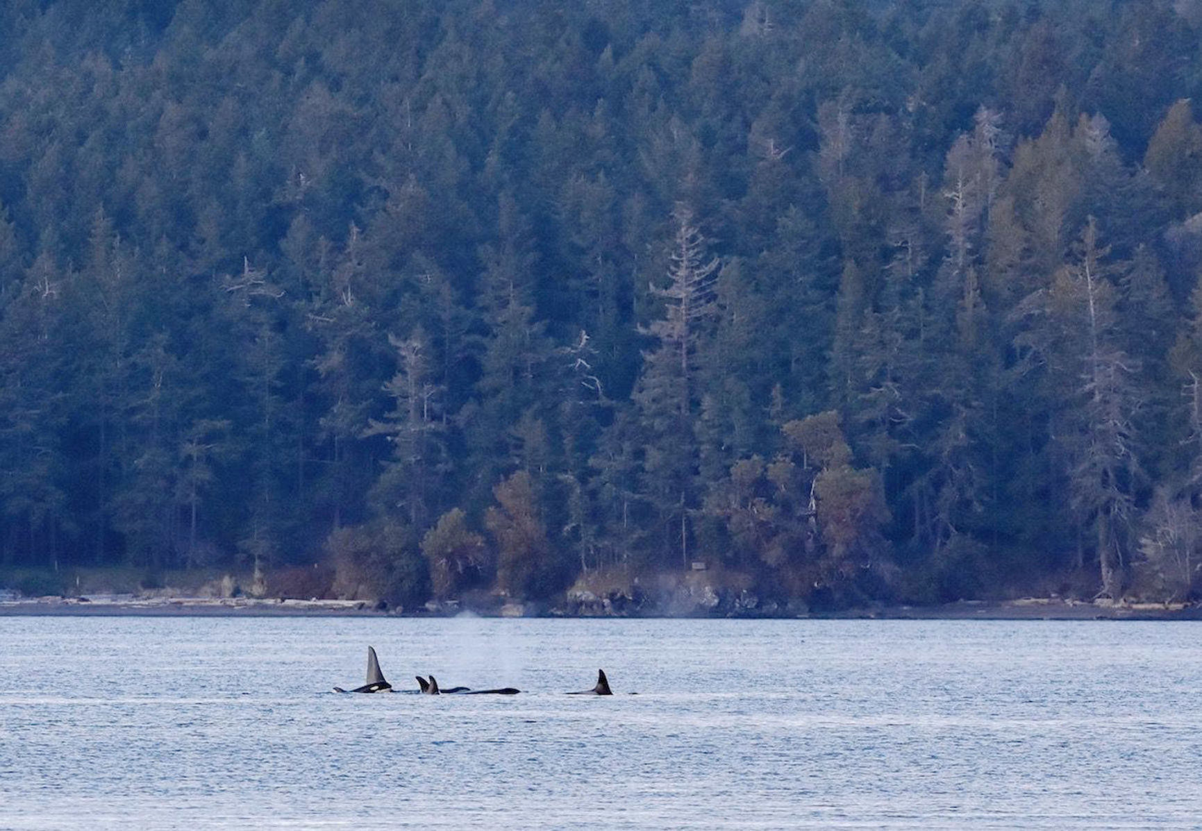 Southern Resident orcas